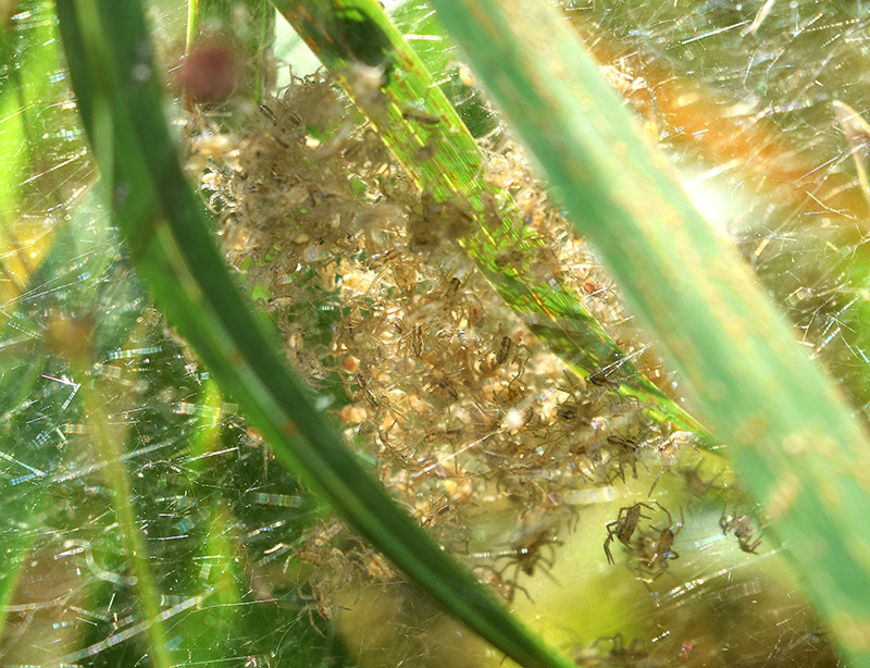 Dolomedes fimbriatus? - Viadana (MN)